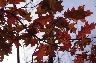 Fall colors from the 400 State Trail